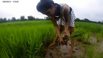 Gadis Asia Bermain-Main Di Padi Beras.